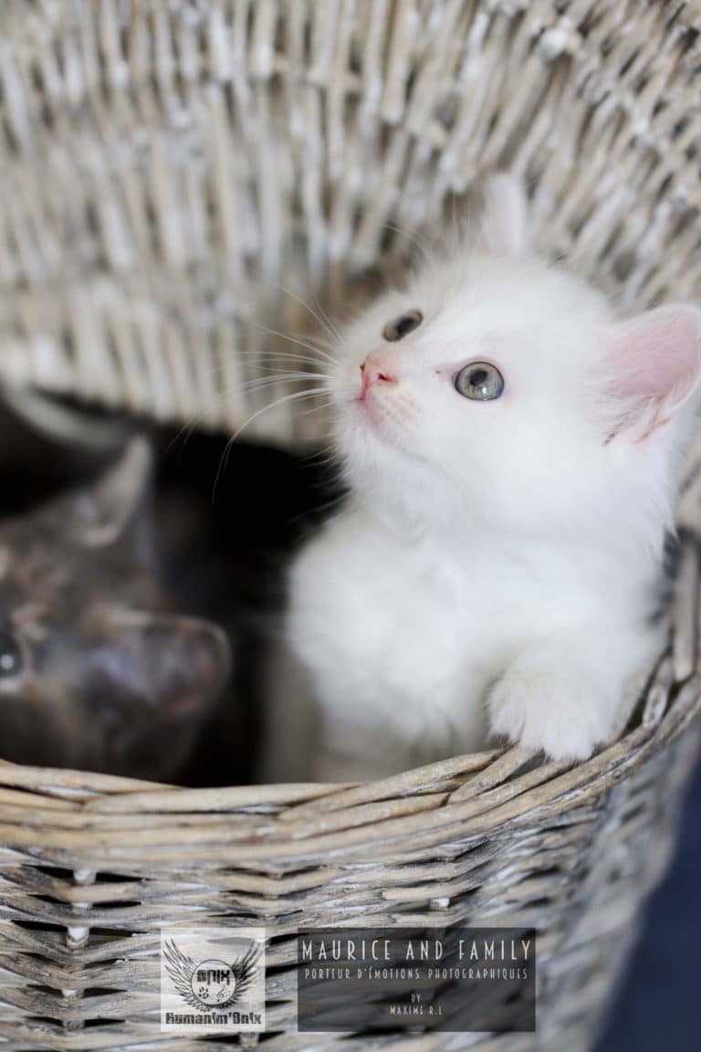 photographe Vendée - animaux