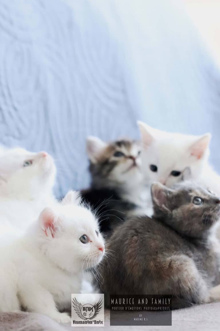 photographe Vendée - animaux