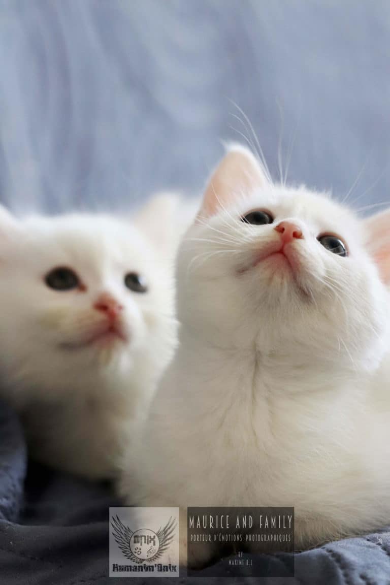 photographe Vendée - animaux
