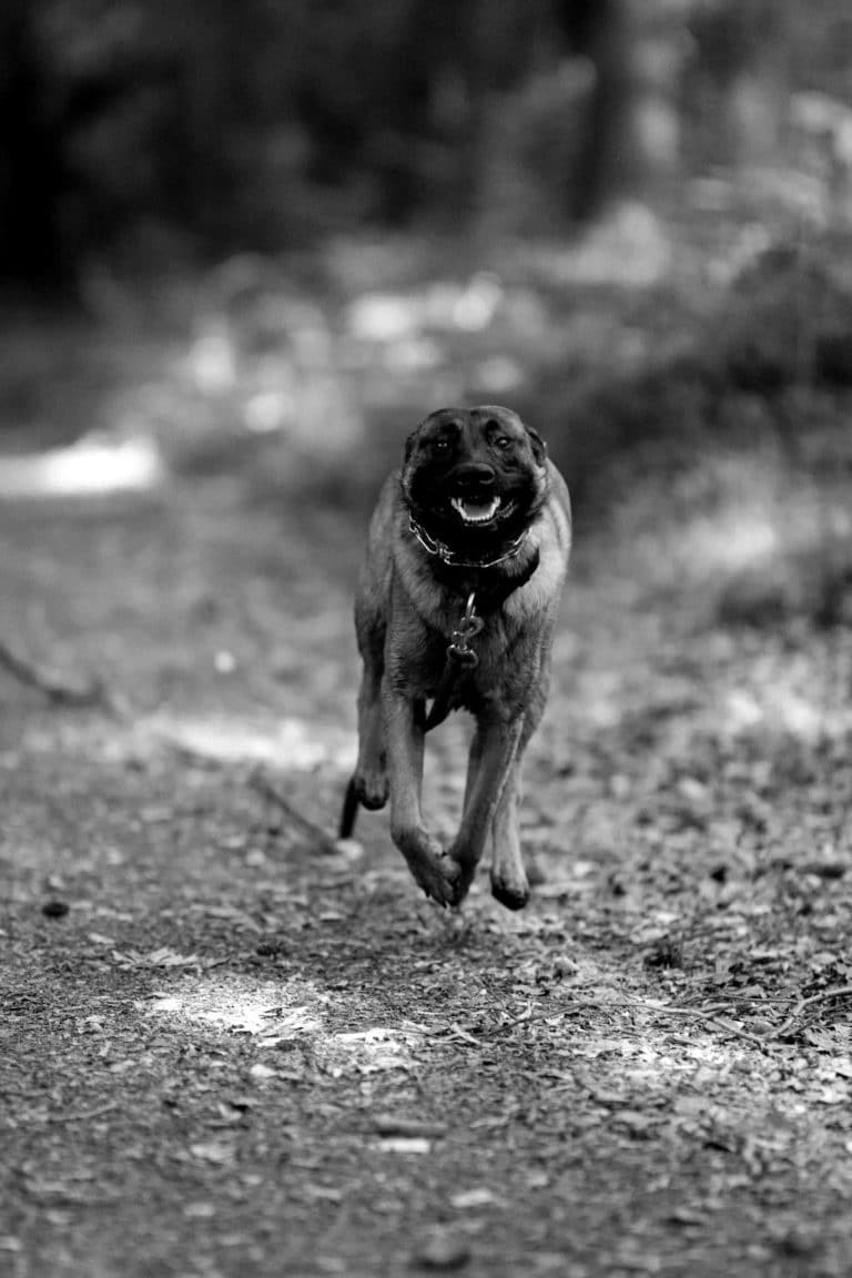 photographe Vendée - animaux