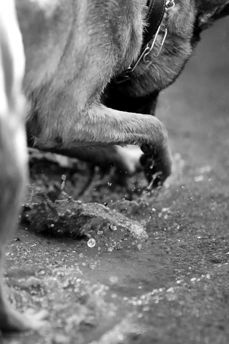 photographe Vendée - animaux