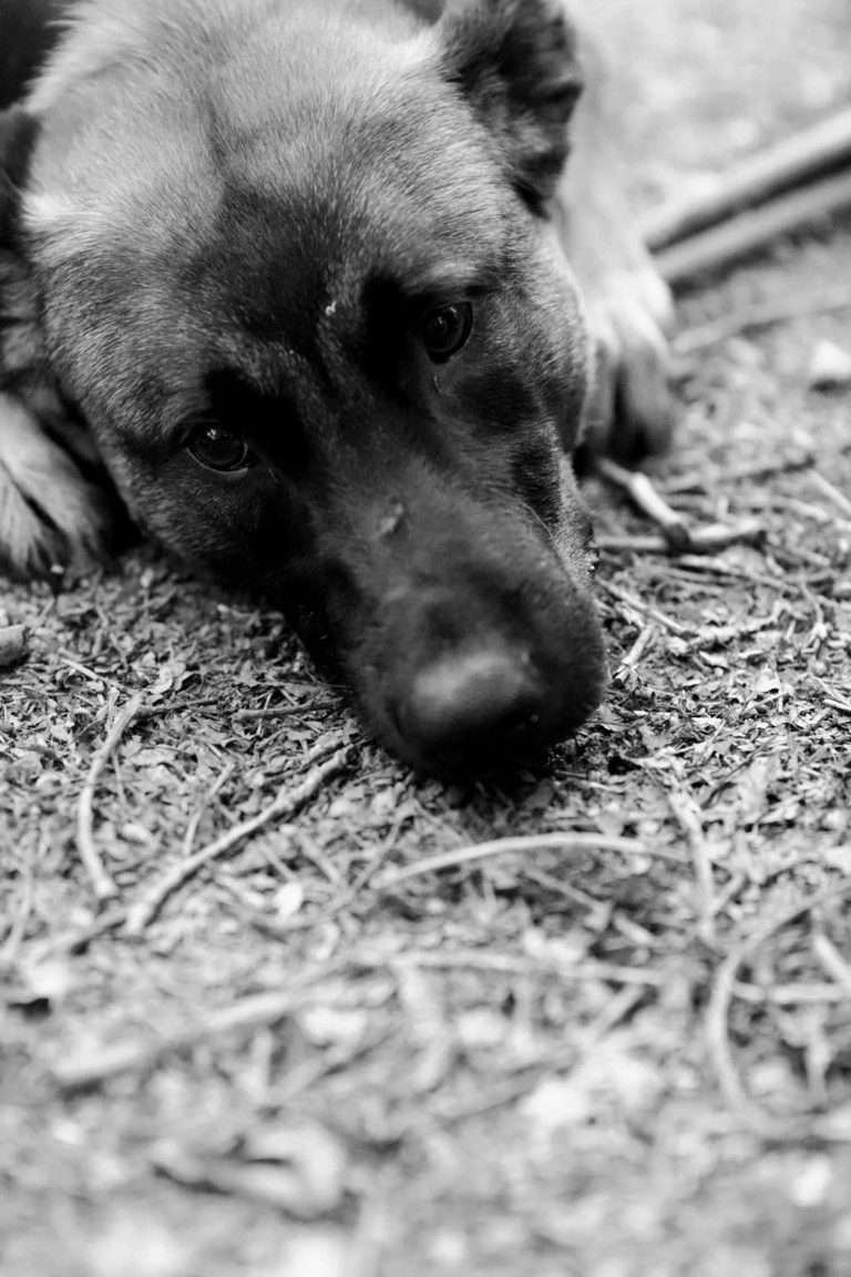photographe Vendée - animaux