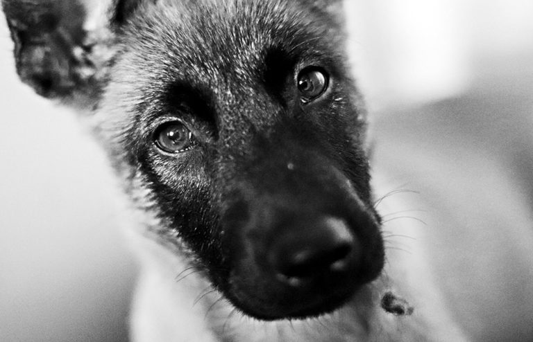 Photographe en Vendée - Animaux