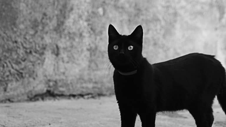 Photographe en Vendée - Animaux